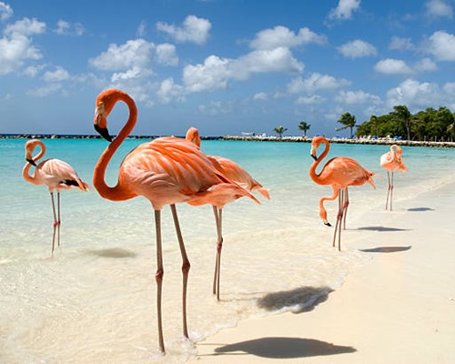 Vacanta Aruba